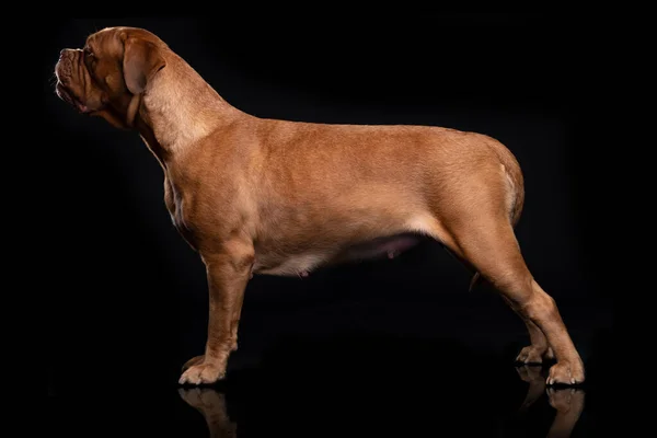 Franska Mastiff Dogue de Bordeaux Studio Skott — Stockfoto