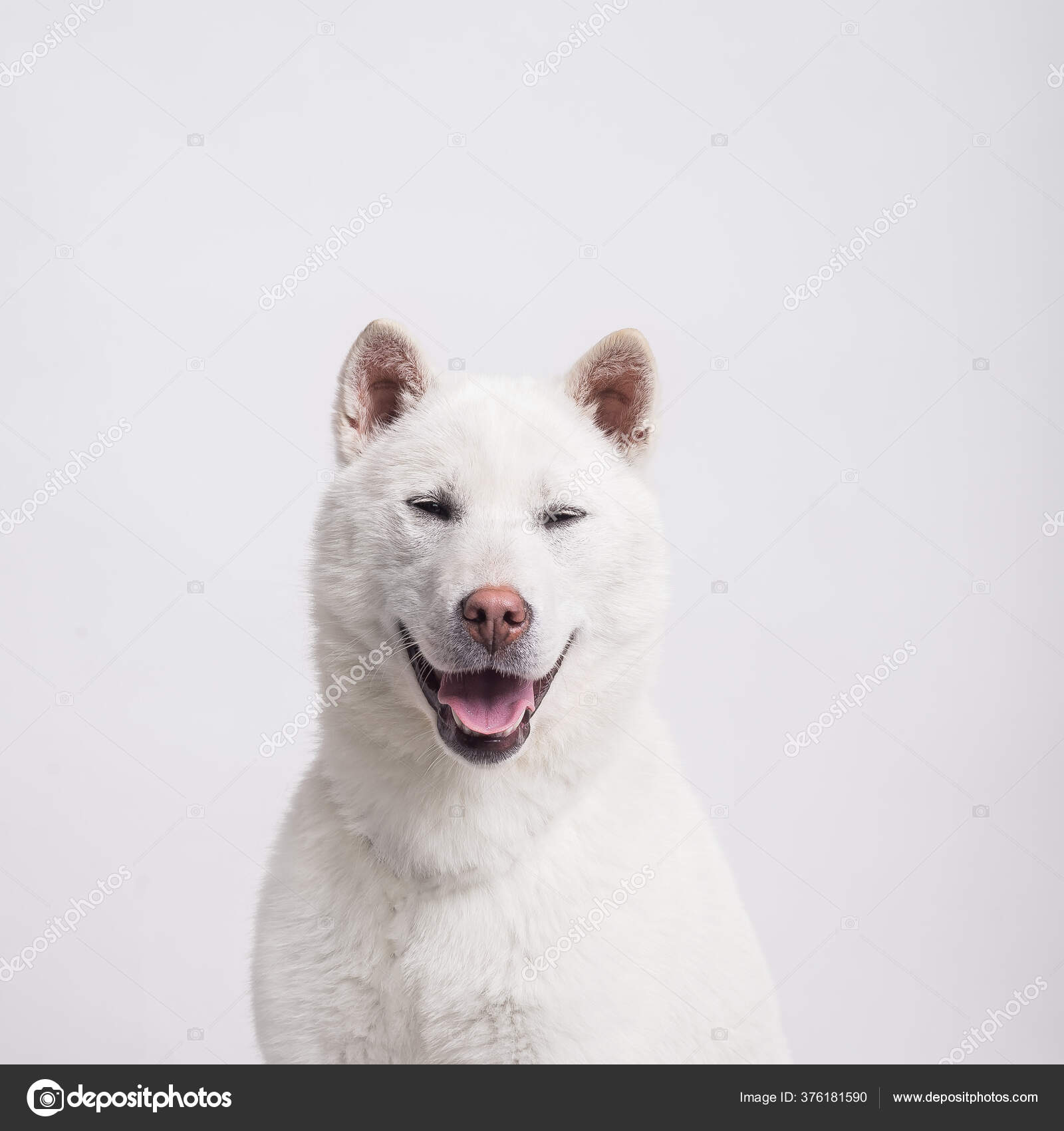 Kishu inu dog (96) 사진