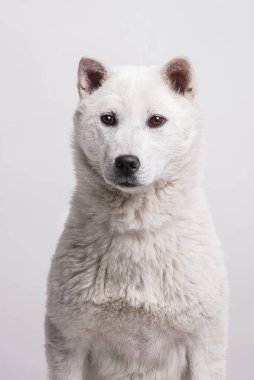 Kishu Inu beyaz Japon köpeği orta boy.