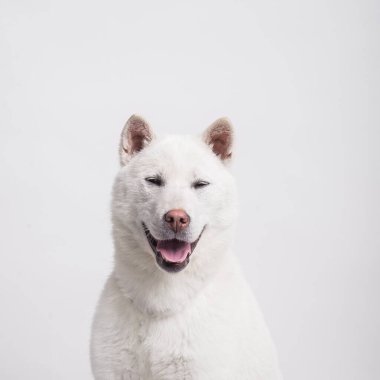 Kishu Inu beyaz Japon köpeği orta boy.