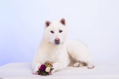 Kishu Inu beyaz Japon köpeği orta boy.