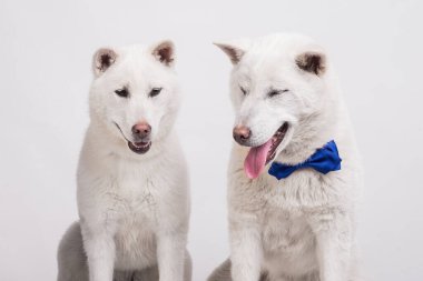 Kishu Inu beyaz Japon köpeği orta boy.