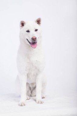 Kishu Inu beyaz Japon köpeği orta boy.
