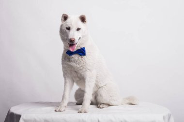 Kishu Inu beyaz Japon köpeği orta boy.