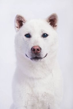 Kishu Inu beyaz Japon köpeği orta boy.