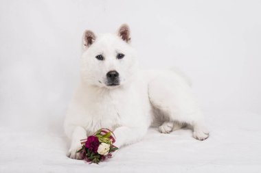 Kishu Inu beyaz Japon köpeği orta boy.