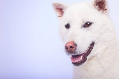 Kishu Inu beyaz Japon köpeği orta boy.