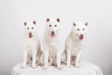 Kishu Inu beyaz Japon köpeği orta boy.