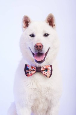 Kishu Inu beyaz Japon köpeği orta boy.