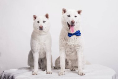 Kishu Inu beyaz Japon köpeği orta boy.