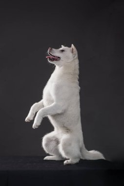 Kishu Inu beyaz Japon köpeği orta boy.