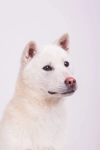 Kishu Inu белый японец красивый пес среднего размера — стоковое фото