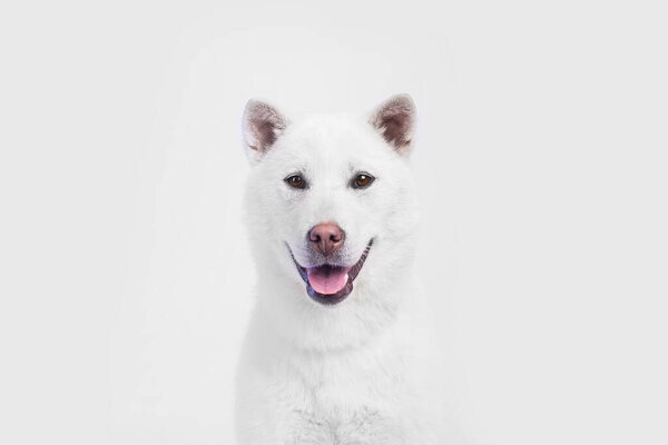 White middle size beautiful dog Kishu Inu