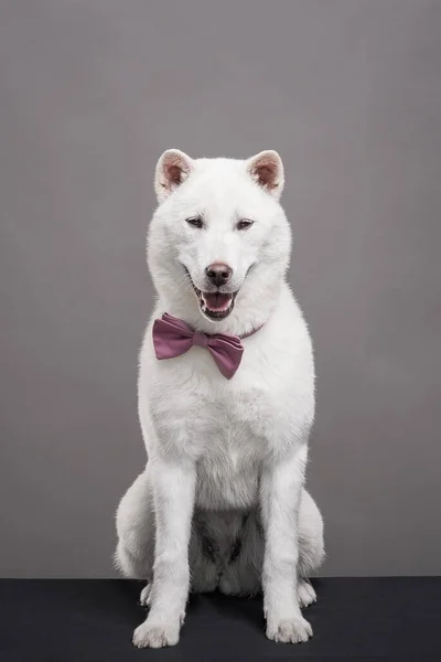 Kishu Inu белый японец красивый пес среднего размера — стоковое фото