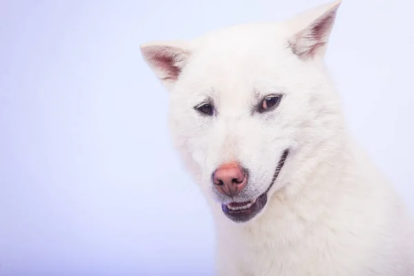 Kishu Inu белый японец красивый пес среднего размера — стоковое фото