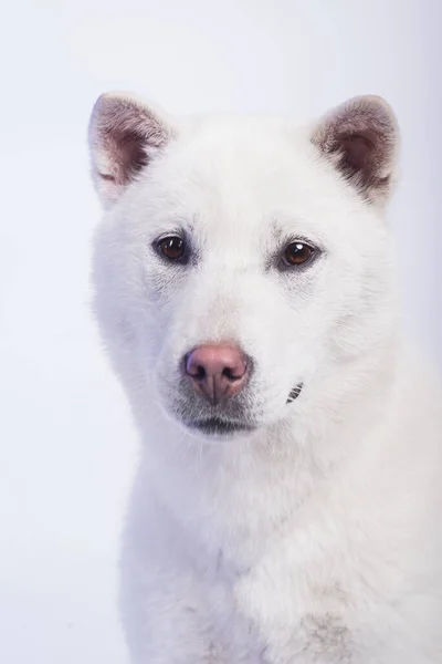 Kishu Inu blanco japonés hermoso perro de tamaño medio —  Fotos de Stock
