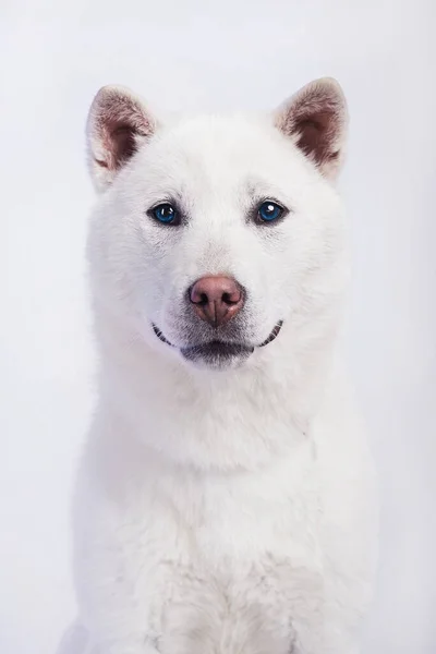 紀州犬白日本の美しい犬の中間サイズ — ストック写真