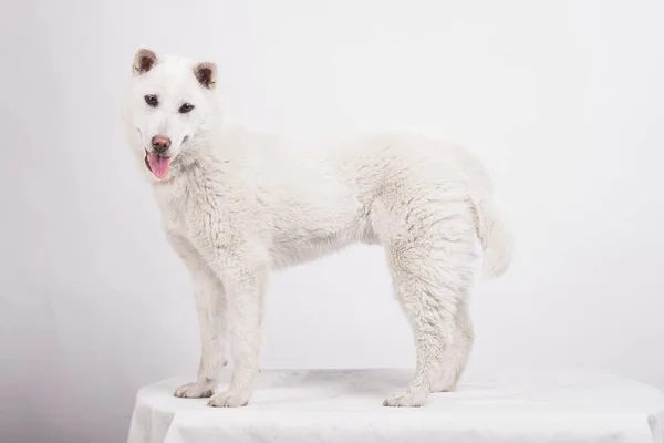 Kishu Inu branco japonês belo cão tamanho médio — Fotografia de Stock