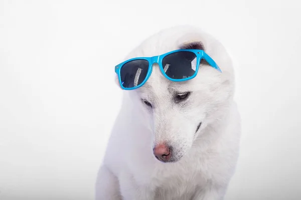 Kishu Inu branco japonês belo cão tamanho médio — Fotografia de Stock