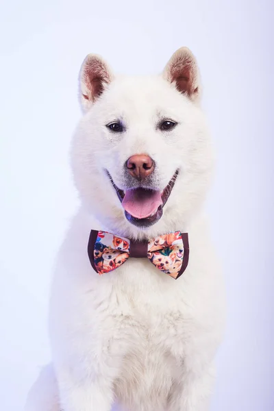 Kishu Inu blanc japonais beau chien taille moyenne — Photo
