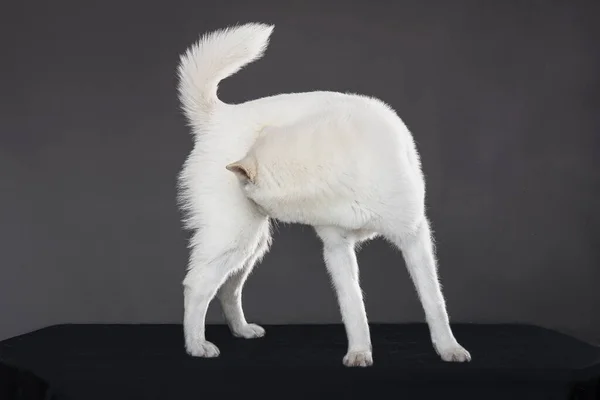 Kishu Inu branco japonês belo cão tamanho médio — Fotografia de Stock