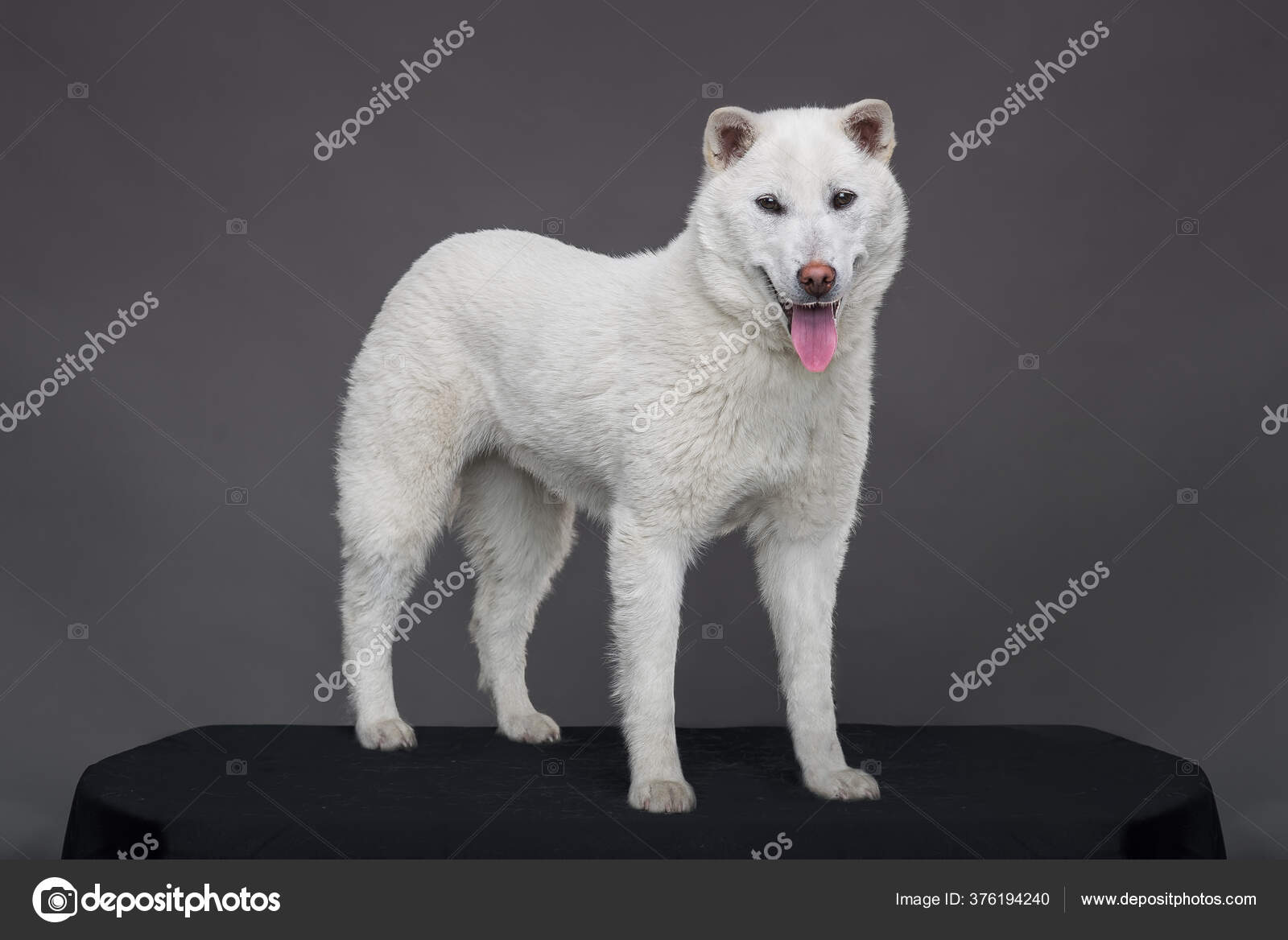Kishu Inu white japanese beautiful dog middle size — Stock Photo © MolikaAn  #376194240