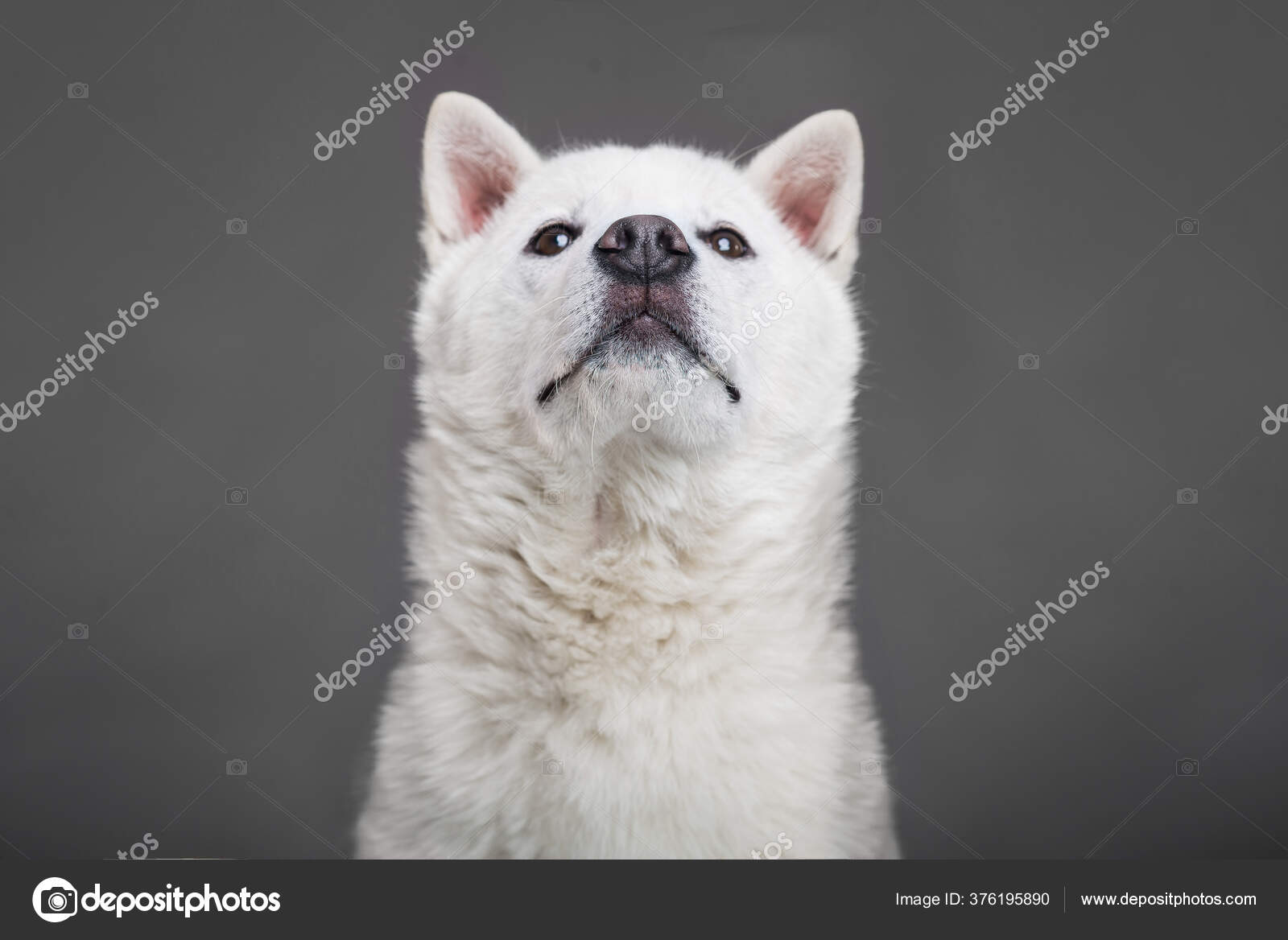 Kishu Inu white japanese beautiful dog middle size — Stock Photo © MolikaAn  #376195890
