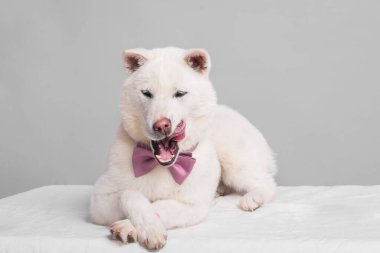 Kishu Inu beyaz Japon köpeği orta boy.