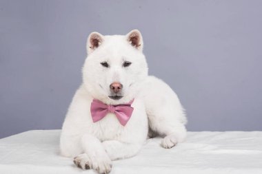Kishu Inu beyaz Japon köpeği orta boy.