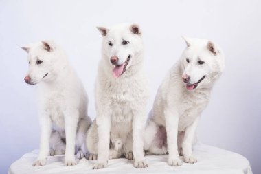Kishu Inu beyaz Japon köpeği orta boy.