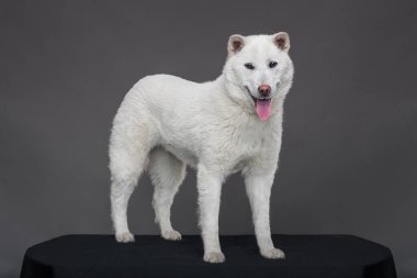 Kishu Inu beyaz Japon köpeği orta boy.