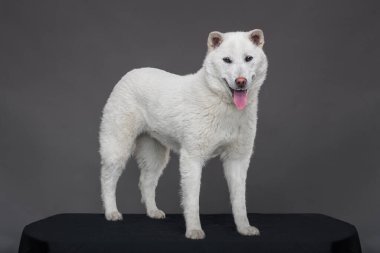 Kishu Inu white japanese beautiful dog middle size clipart
