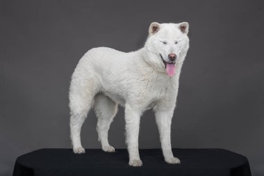 Kishu Inu beyaz Japon köpeği orta boy.