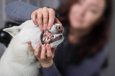 Kishu Inu beyaz Japon köpeği orta boy.
