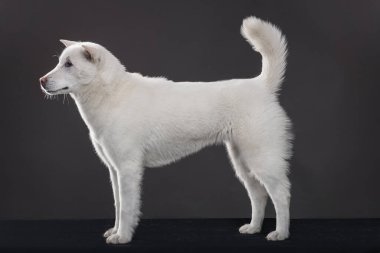 Kishu Inu beyaz Japon köpeği orta boy.