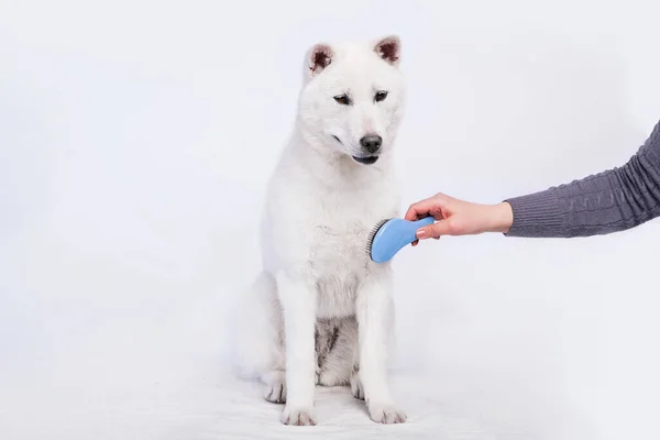 Kishu Inu bílý japonec krásný pes střední velikosti — Stock fotografie
