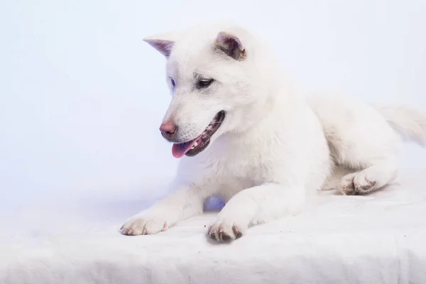 Kishu Inu beyaz Japon köpeği orta boy. — Stok fotoğraf