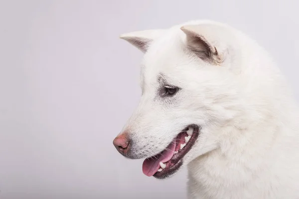 Kishu Inu белый японец красивый пес среднего размера — стоковое фото