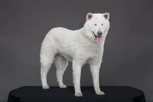 Kishu Inu blanco japonés hermoso perro de tamaño medio —  Fotos de Stock