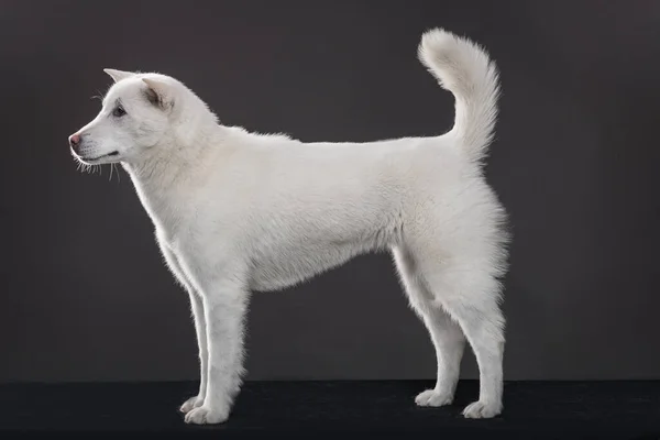 Kishu Inu white japanese beautiful dog middle size — Stock Photo, Image