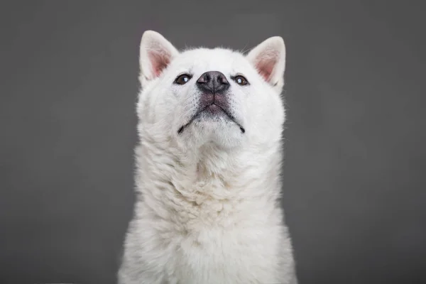 Kishu Inu blanco japonés hermoso perro de tamaño medio —  Fotos de Stock