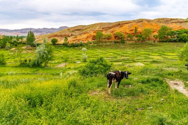 Surkh Hazrati Bobo Kompleksi 08