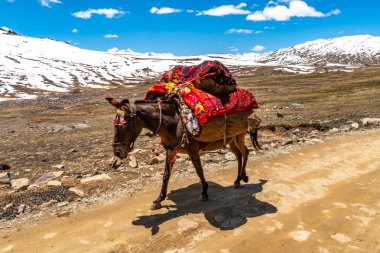 Deosai Ulusal Park Göçebeleri 51