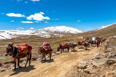Deosai Ulusal Park Göçebeleri 54