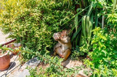 İslamabad Daman-e Koh Parkı 100