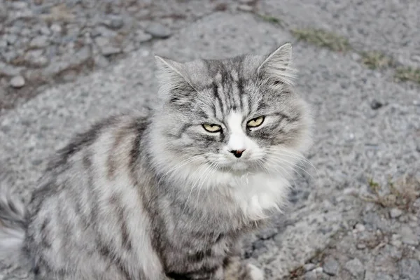 美しいプッシュグレーの猫が歩道に座っている — ストック写真