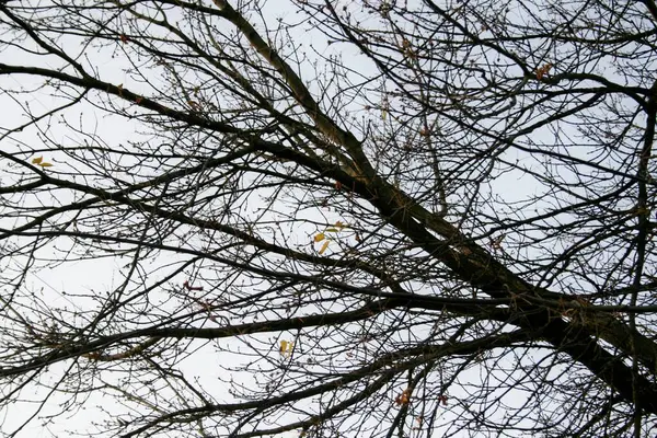 Ramos de árvore no outono sem céu de folhas — Fotografia de Stock