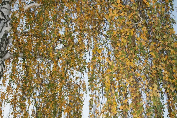 Herbst-Birkenblätter auf Ästen, Natur — Stockfoto