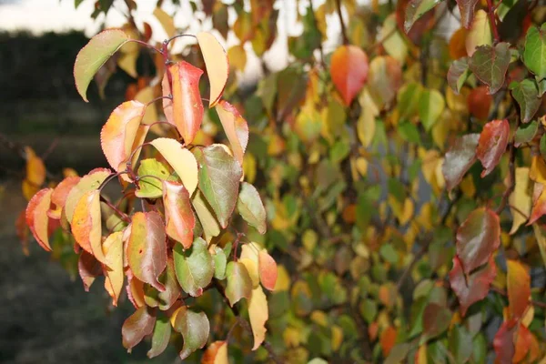나무가지에 가을 자작나무 잎, 자연 — 스톡 사진