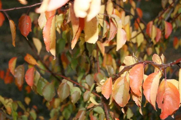 Herfst berken bladeren op boomtakken, natuur — Stockfoto